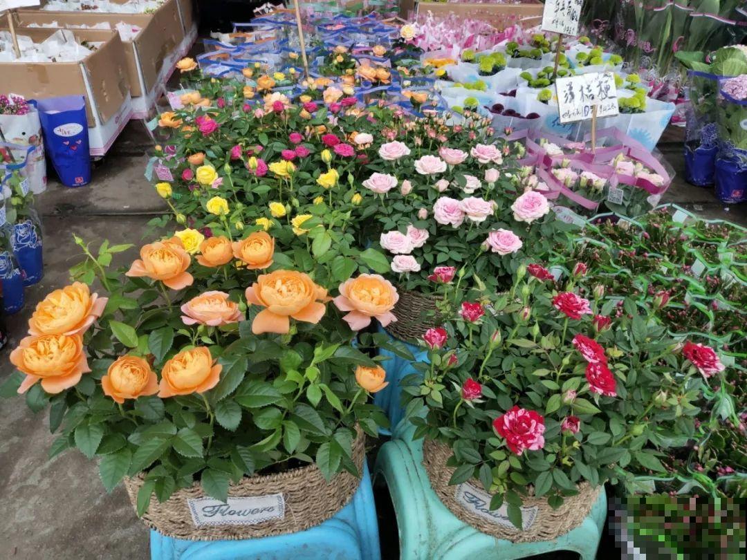 9月份逛花市，这花最好看、最好养，放心抱回家！