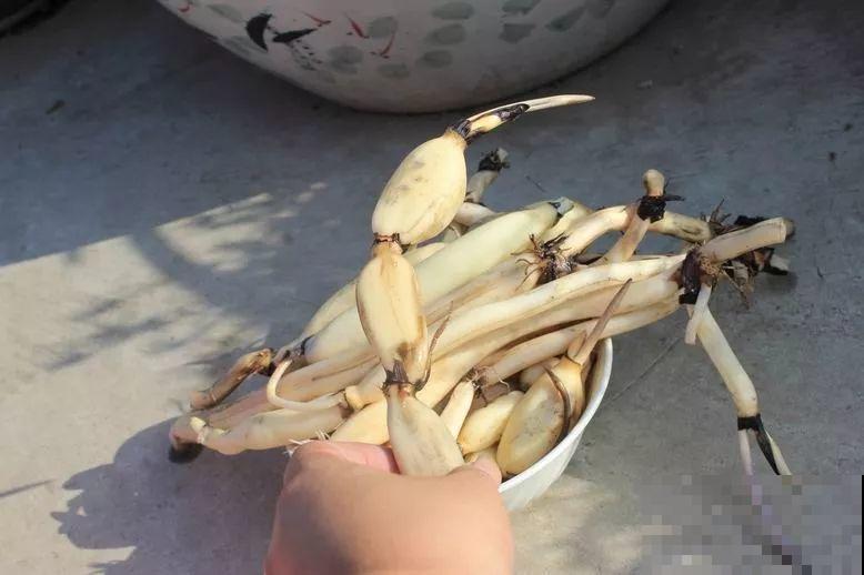 水缸养荷花，捞出10斤大白藕，咬一口咔嚓脆！