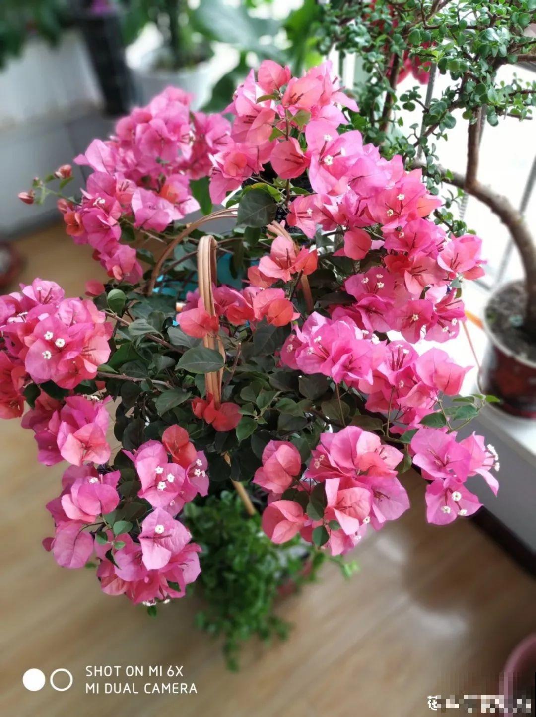 这花就得贱养，摘光叶子，少浇水，开花才会多！