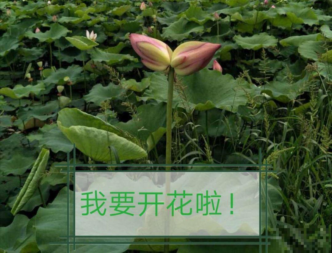 几百年前的催花术，一直延续到现在，开花能开小半年！