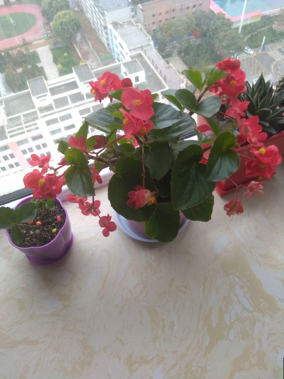 秋天这样养四季海棠，轻轻松松搞定，想不开花都难！