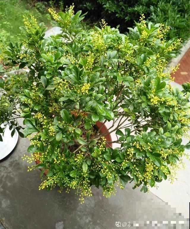 花香堪比香水，邻居大妈都追着问，眼馋极了