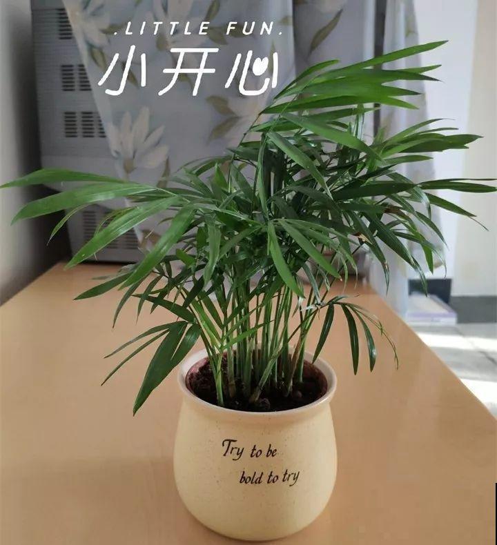 这花叶子长不大，开花只有拇指大小，姐姐反倒乐开花！