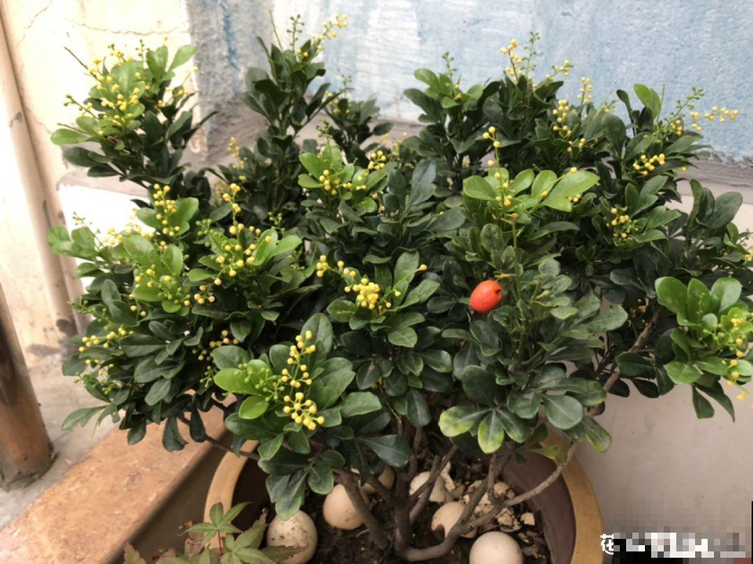 这10种花，看一眼就爱上，逛花市怎么能不买一盆！