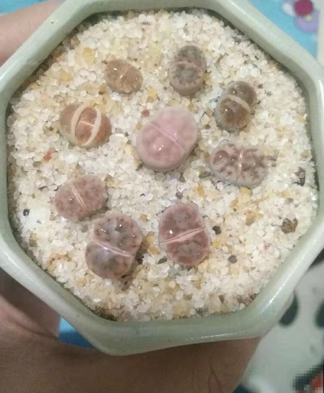 这几种植物长，养起来不占地方还好看，关键还很便宜！