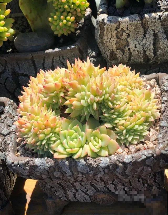 一排排的这种植物，整齐划一地放在阳台上，让人羡慕