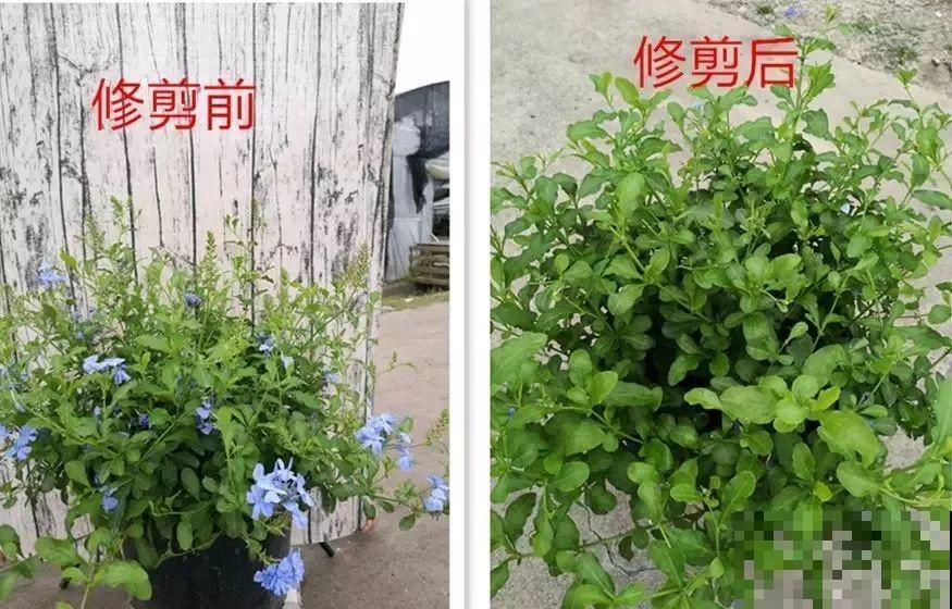 蓝雪花越剪越长，院子里栽一棵，2个月开满整面墙！
