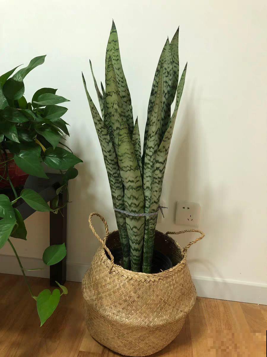 阳台养“银项链”，两周就能发芽，比观花的植物还美！