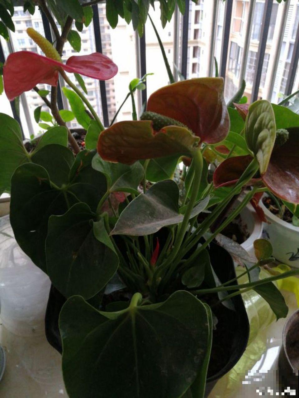 这花秋天最怕晒，晒一盆死一盆，赶紧挪个地儿！