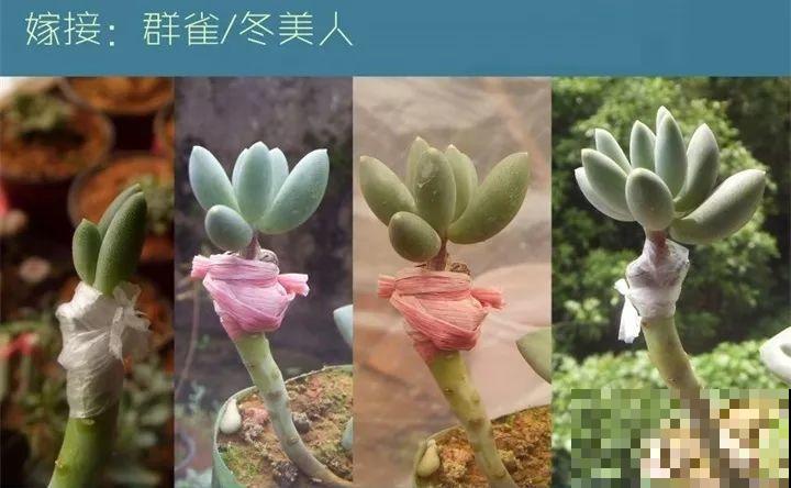 秋丽和冬美人嫁接，两个月就能活，养多肉就要玩出新鲜花样！
