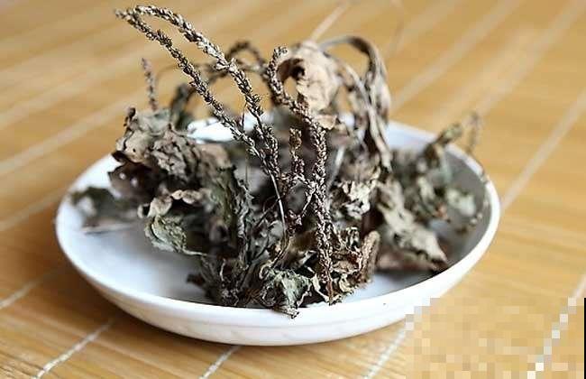 野外这杂草春天能赏叶，秋天挖出来能卖大价钱，你家门口就有！