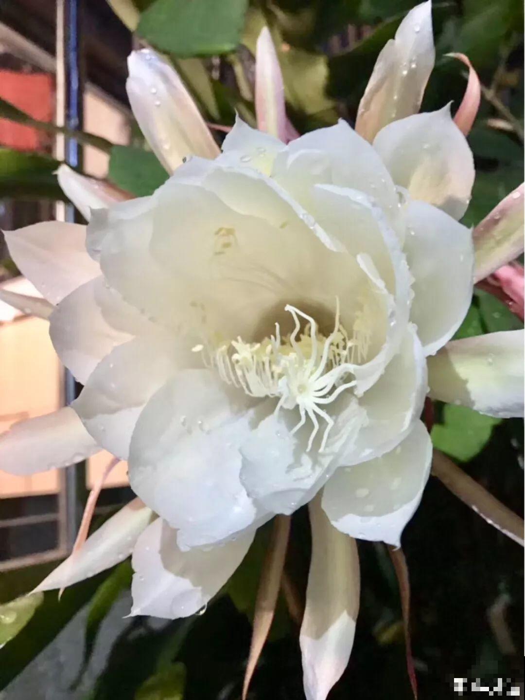 这花真稀罕，刚开花就被掐光了，花钱未必买得到！