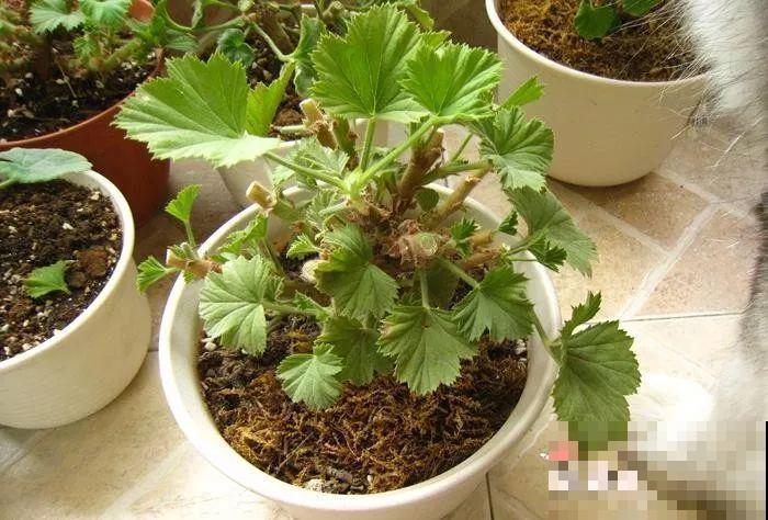 9月给天竺葵剪个短发，过冬前就能窜叶子，明年春天开成大花球！