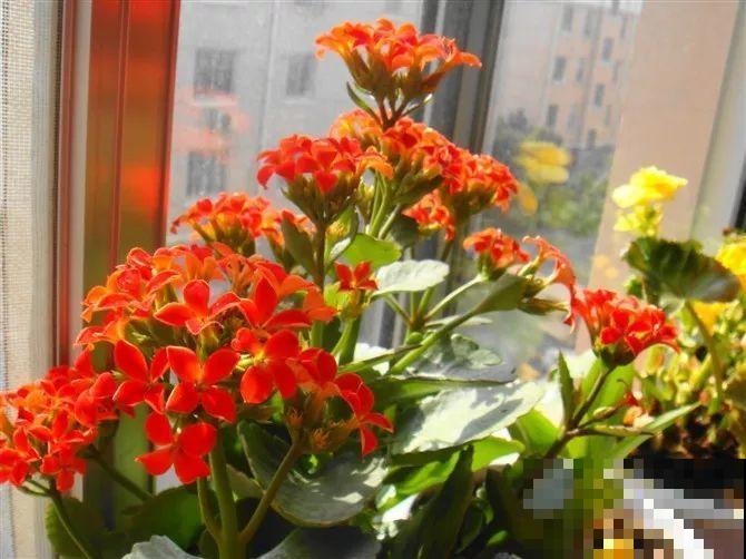 长寿花剪一刀喂点肥，花苞蹭蹭冒，叶子油绿又茂盛！
