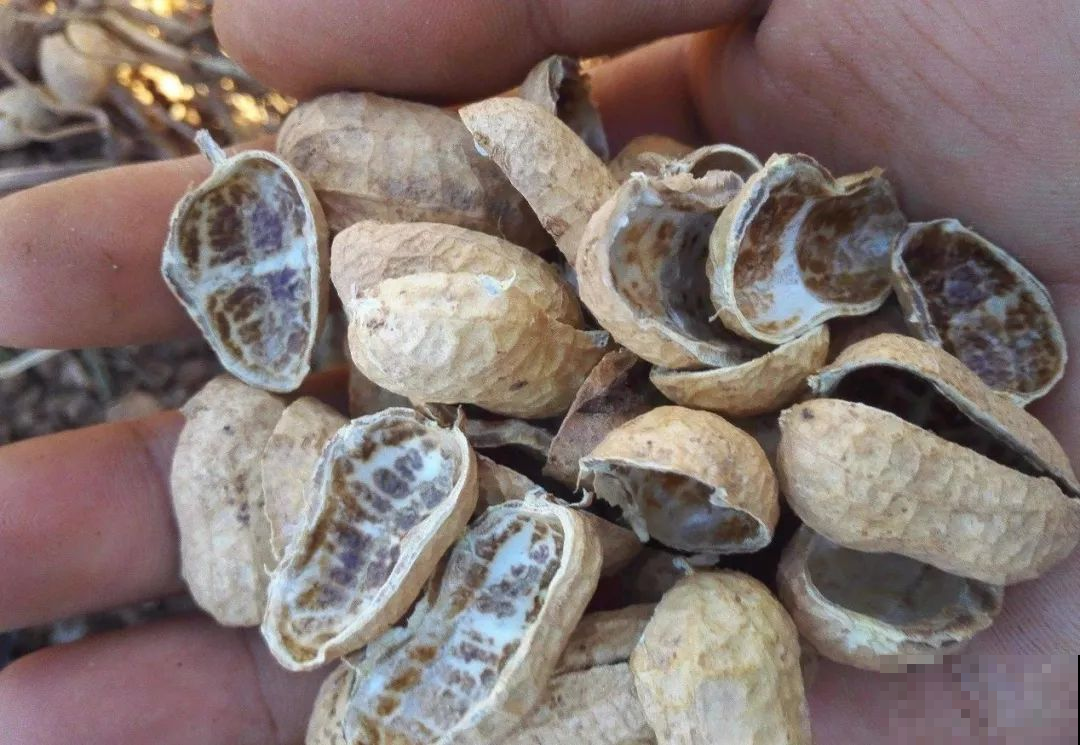 秋天给兰花换盆，盆底垫层“废料”，蹭蹭长出大白根！