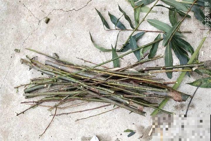 它是天然“生根剂”，给花浇一点，根系壮猛发芽！
