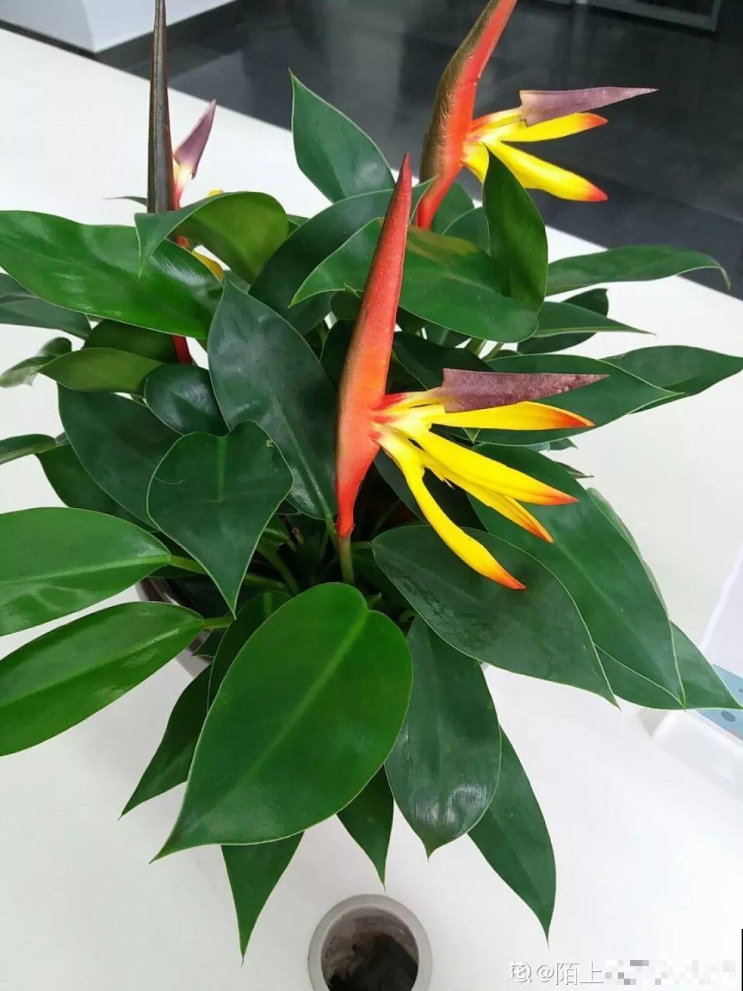 5种寓意超好的花，没有院子也能养，叶子油绿一年比一年茂盛！