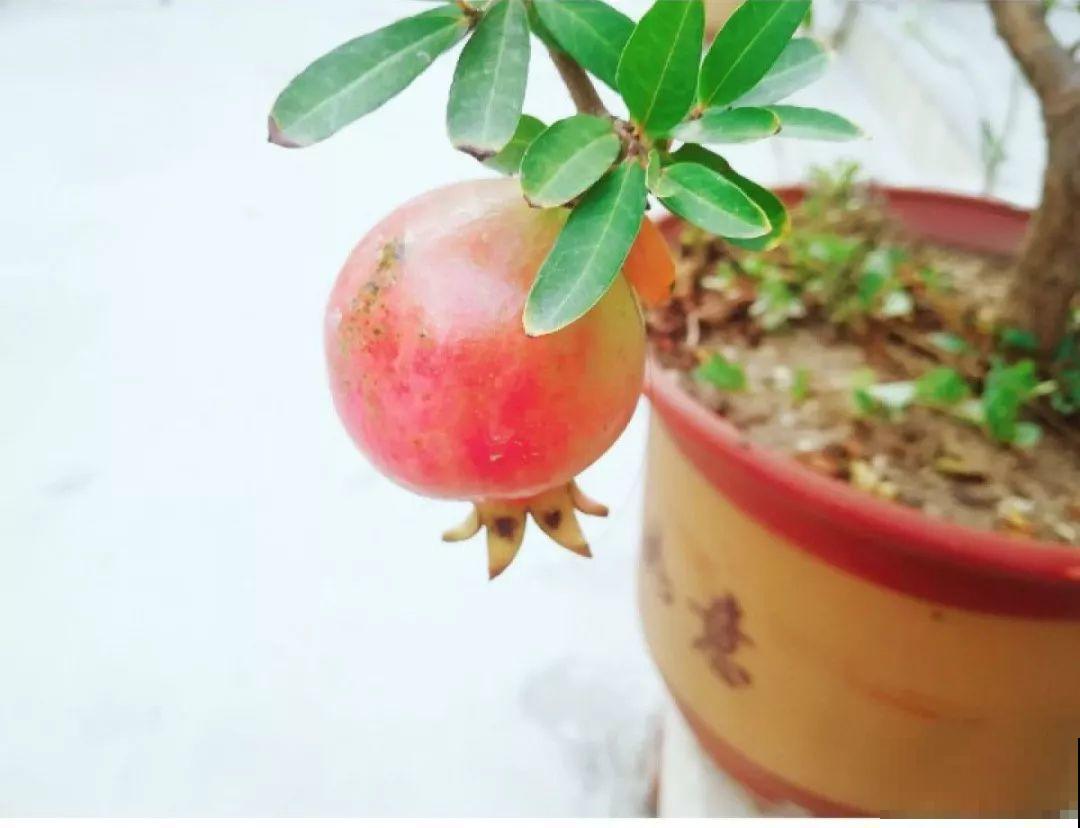 这花开得超喜庆，秋天挂满大红果，养在家里真有面儿