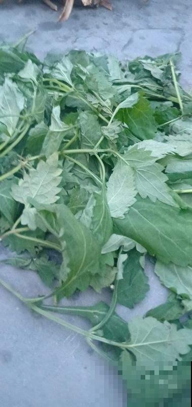 生活中常见，容易被忽视的几种有毒的植物，一招教你识别