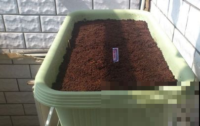 没赶上春荠菜的赶紧了，秋天这茬味道更鲜美，挖几棵就做成山珍汤
