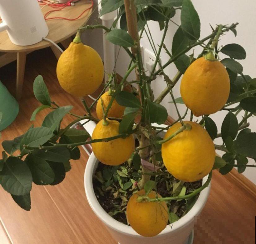 盆栽柠檬，吃起来酸酸甜甜，关键是开花清香扑鼻！