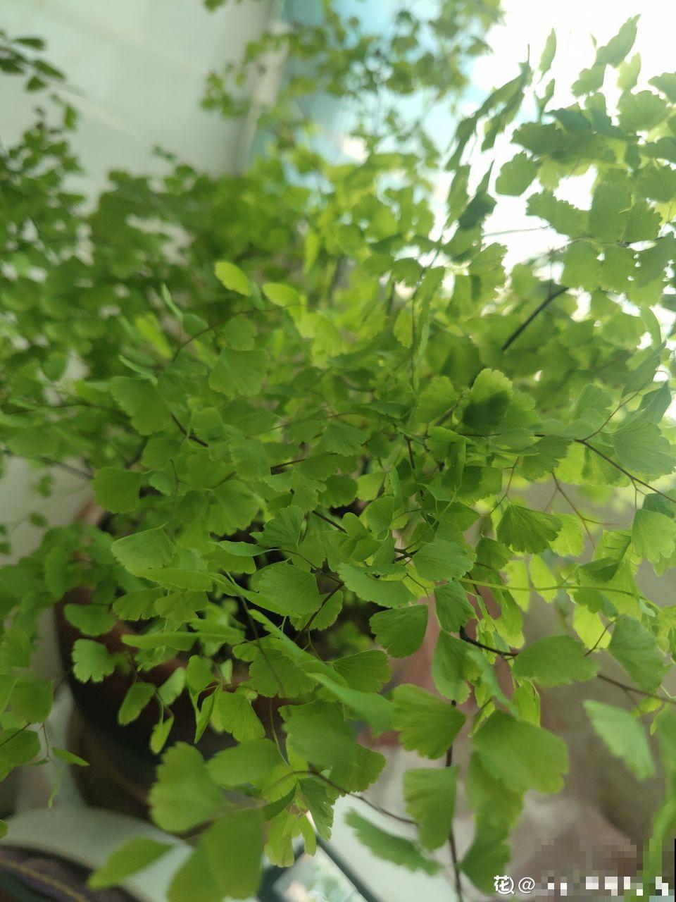 秋季容易“口渴”的花，多喷水少浇水，叶子绿得直滴油！