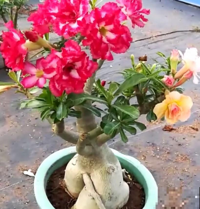 这花肚子大，在非洲都是不被待见的，在我们这开花了就是个宝！