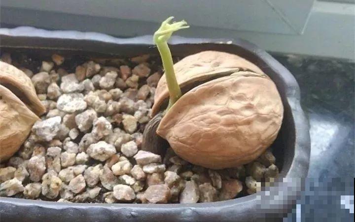路边银杏摘个果，回家一处理，变成阳台小盆栽！