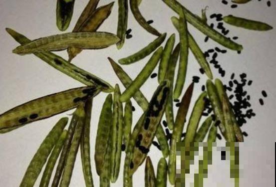 去绿化带溜达一圈，捡了十几样花种子，这样存放就能种出大花园