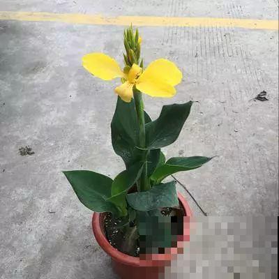 这4种花，就得大盆种，盆越大根越粗，越长越旺盛！
