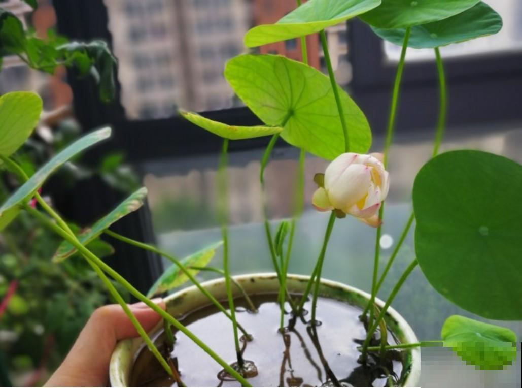 在家就能种碗莲，省时省力，年年开花！