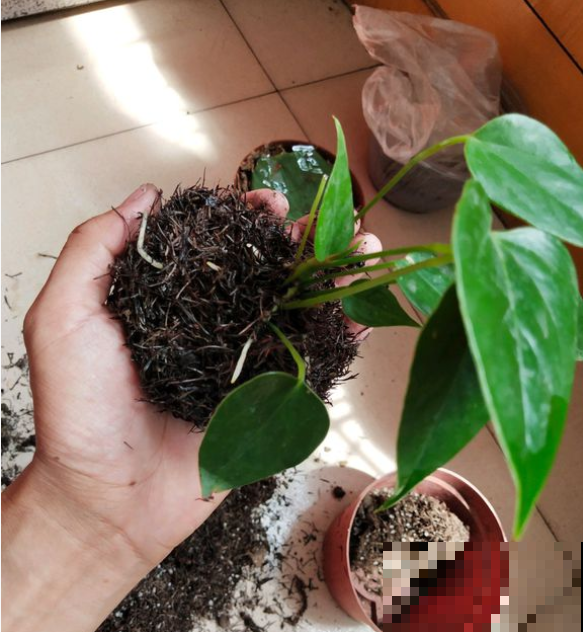 红掌窜出来的新叶，剪下来扔水里，一周生根，又白赚了一盆！