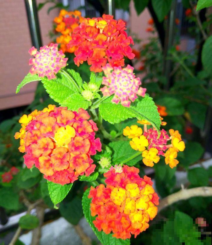 一花一色太单调，养盆五色花，一盆开出花彩虹！