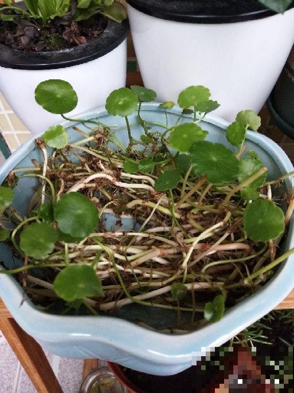 度夏结束盆栽烂了一大片，做完这几步能起死回生，长势比春天还好