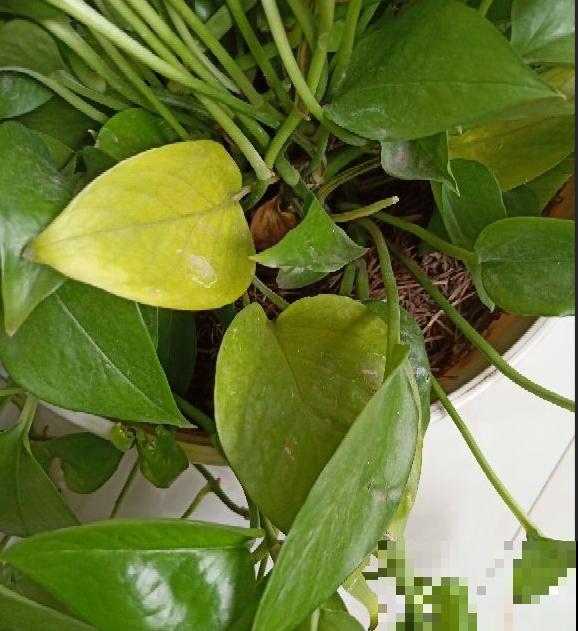 这花偏在秋天矫情，风一吹就黄叶，能不能治好就看现在！