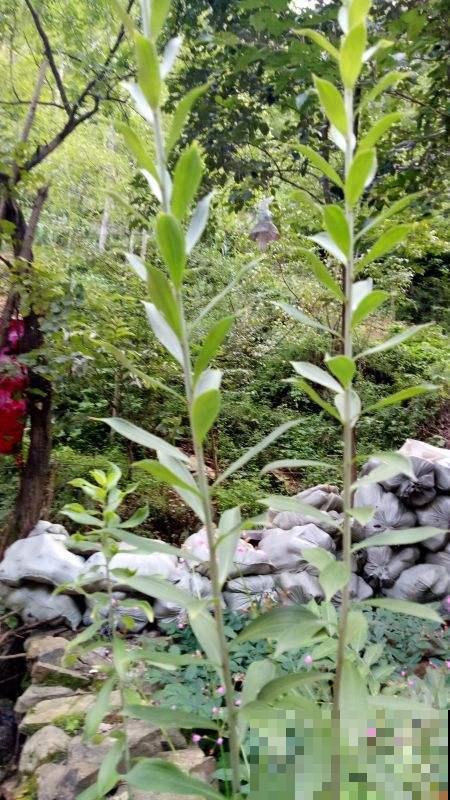 这花俗称养不死，秋天也能泛滥成灾，但农民一见它就火冒三丈！