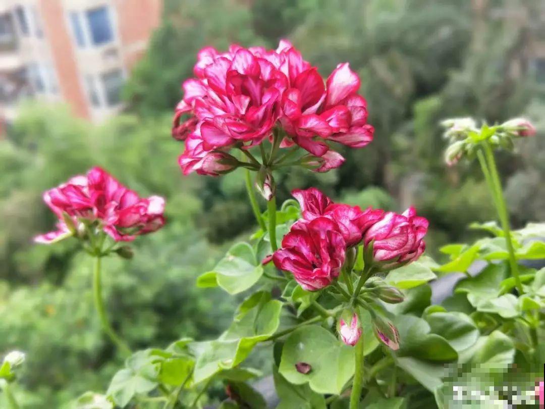 这花真便宜，不用一百块摆满一阳台，花多得看不见叶子！