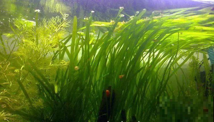 比铜钱草好看百倍的花，7天爆满一大缸，多到家里堆不下！
