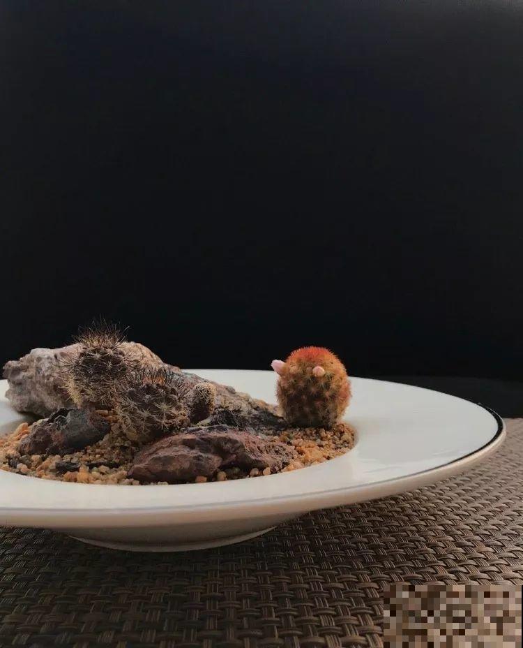 厨师改行养多肉，色香味俱全，真想让人一口吃掉！