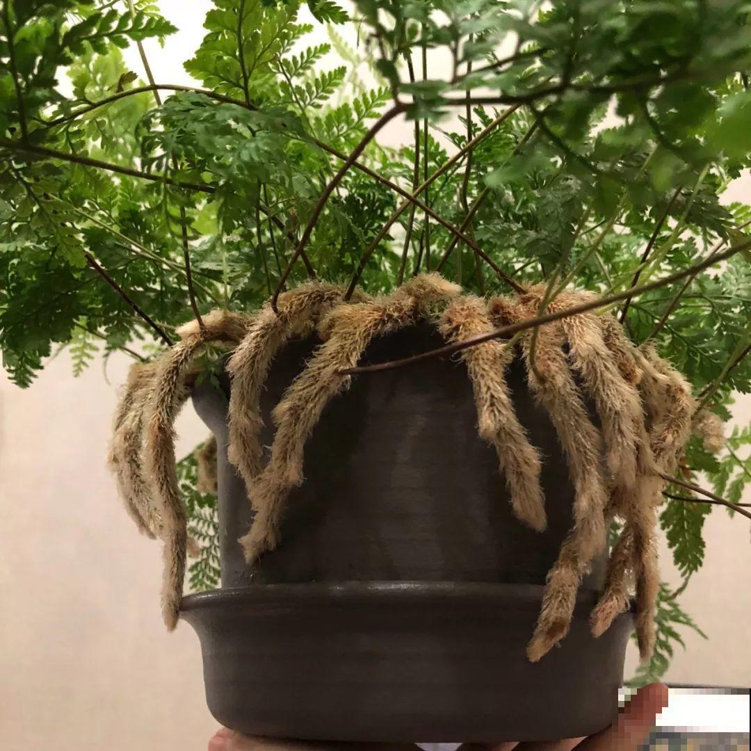 这6种有趣花，长了一圈小尾巴，谁看了都想摸！