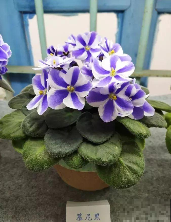 最耐阴的花就是它，光线弱也能开爆盆，越养越上瘾！