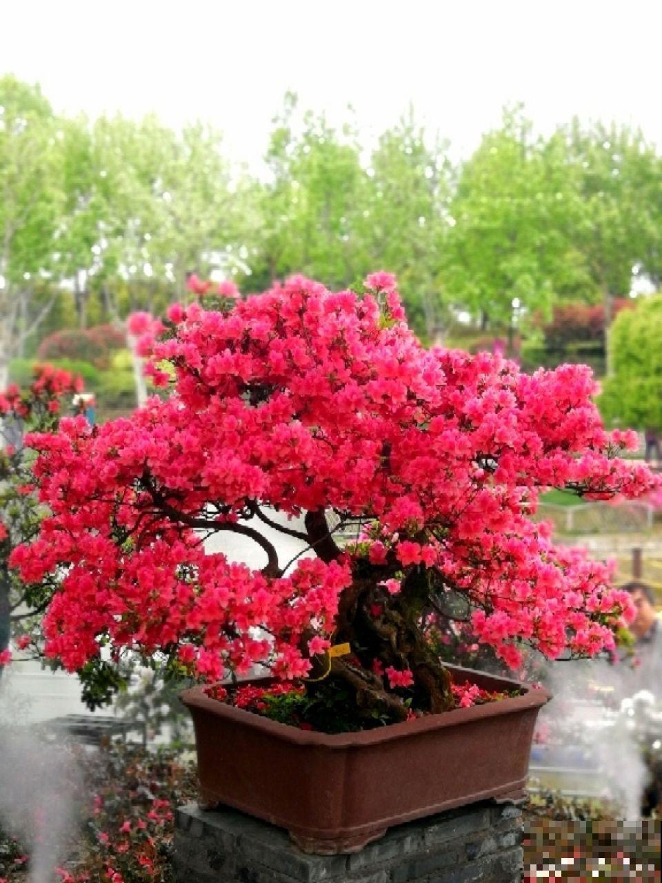 这花就得穷养，塞进小盆，少浇水，越长越旺