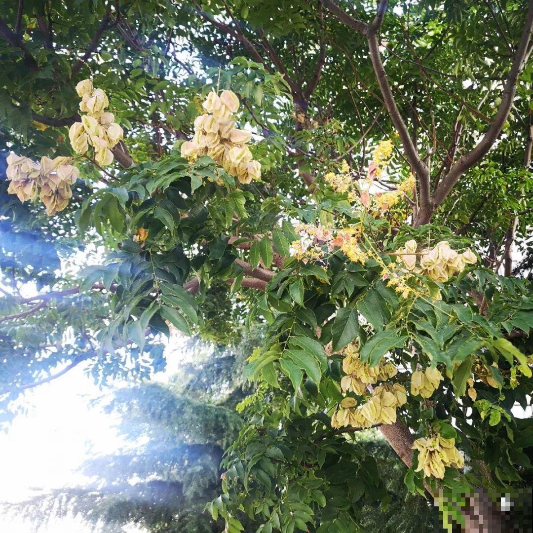 路边银杏摘个果，回家一处理，变成阳台小盆栽！