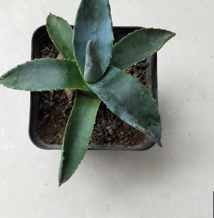 5种观叶植物，不要随便在家里养！