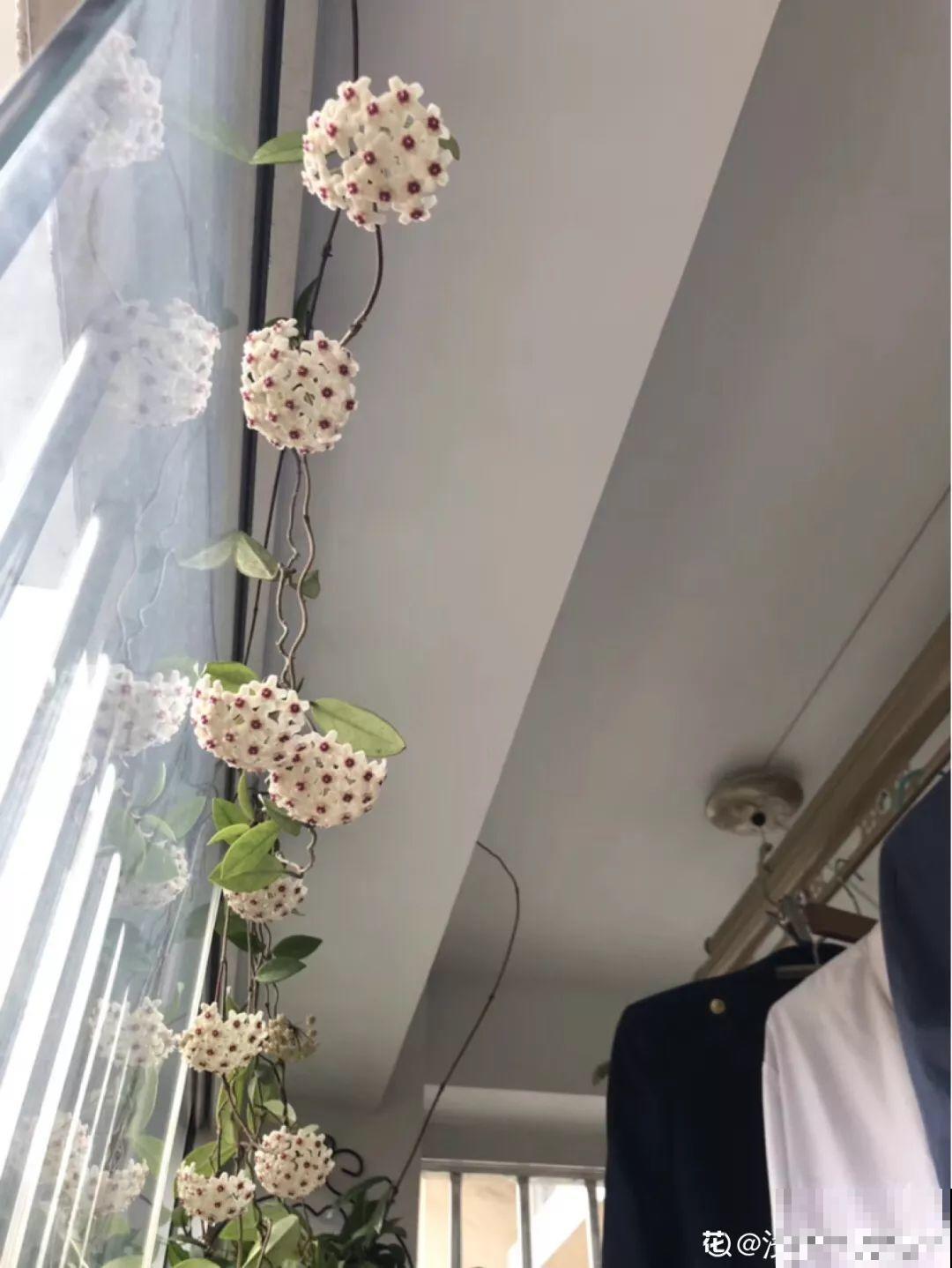 秋天养啥花？排在第一位的它，比空气净化器都好使！
