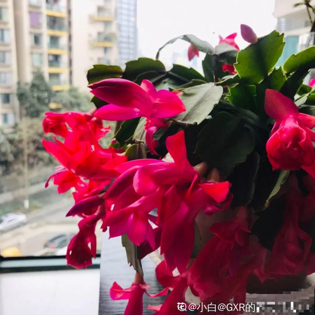 蟹爪兰也有假？买花时睁大眼，小心被骗！