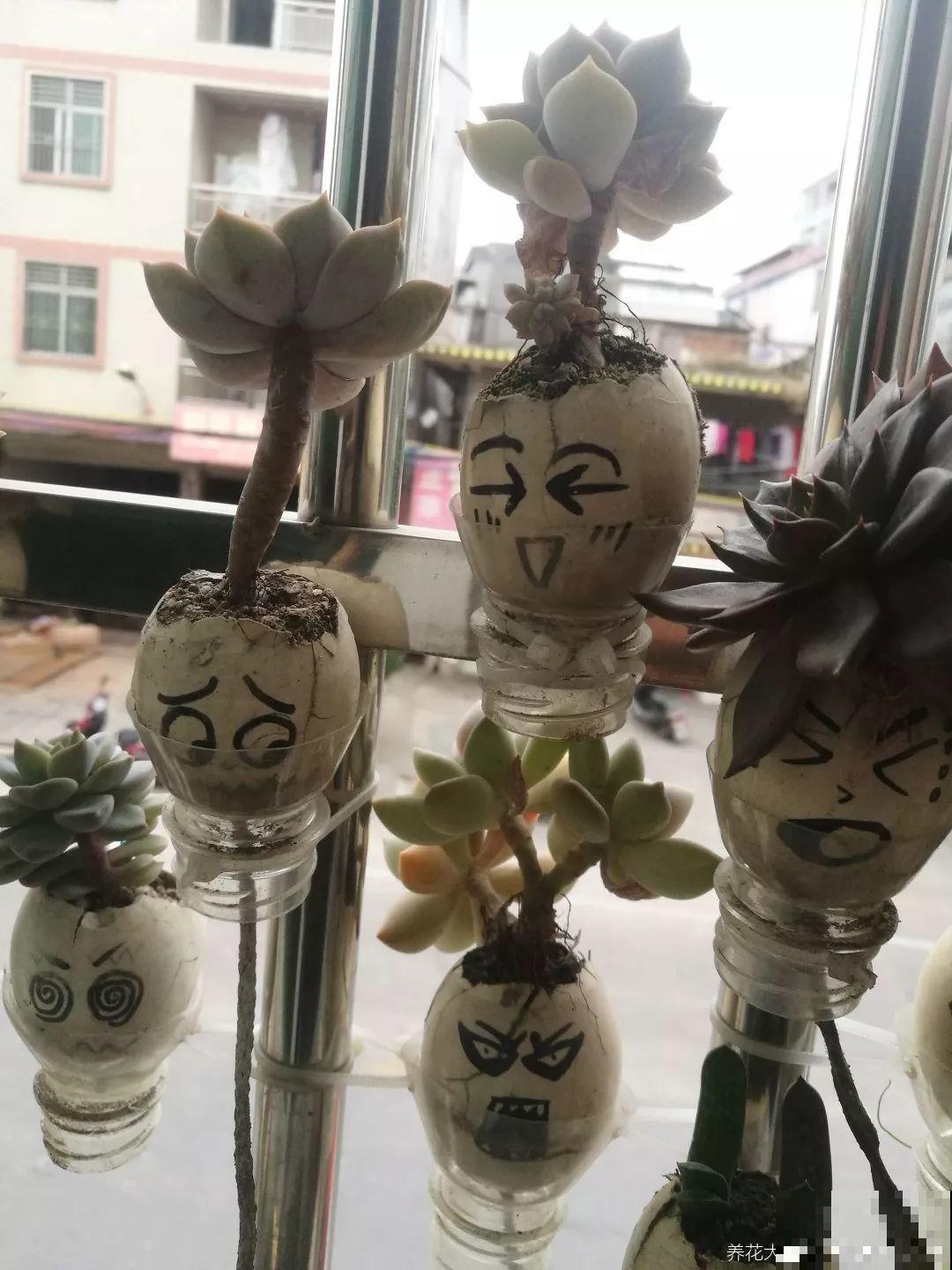 她把核桃敲个洞，放上多肉呼呼长，叶片饱满超精致！