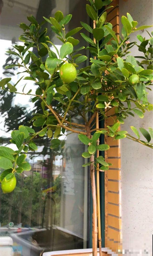花香堪比香水，邻居大妈都追着问，眼馋极了