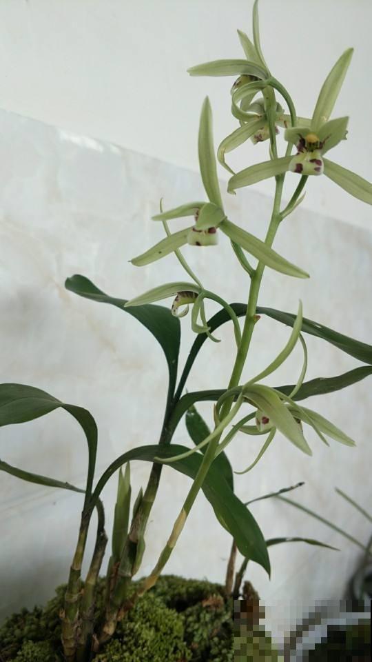 这几种长相逆天的植物，也属于兰花家族，开花挺漂亮
