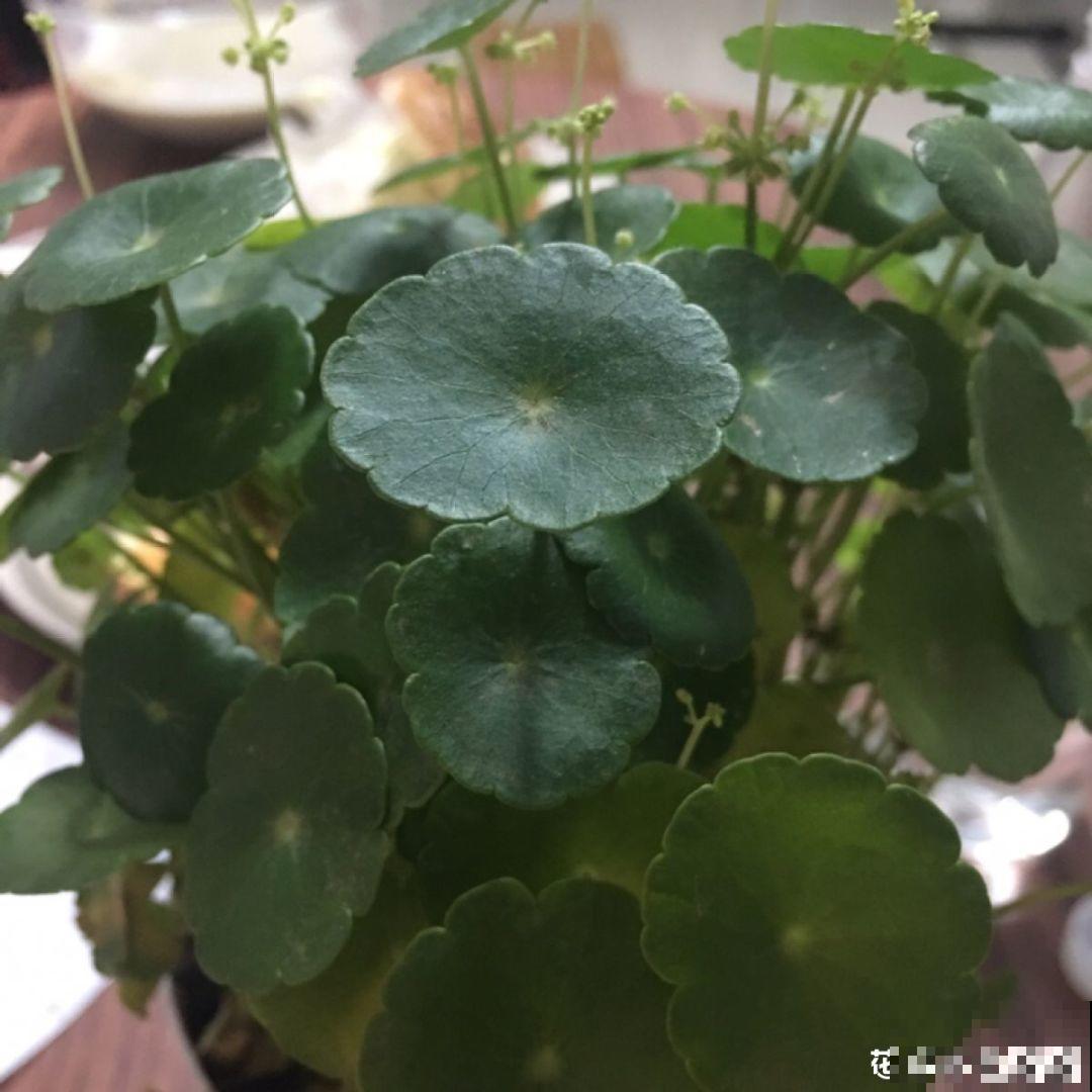 再好养的花也怕冷，放外面一晚上，一不小心变烂草！